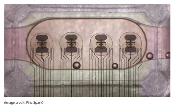 全球首款生物處理器開放遠(yuǎn)程訪問服務(wù),人腦類器官驅(qū)動(dòng) 能耗節(jié)省百萬倍