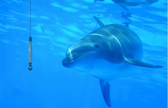 Spectrum數字化儀卡將海豚聲吶點擊轉為鼠標點擊,海豚將通過移動水下屏幕光標進行交流